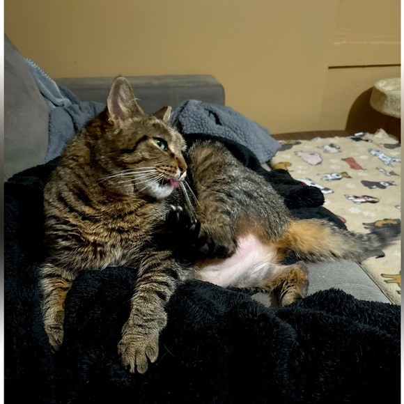 Meet your Posher, Mina , Albert & Baby - Picture 10 of 10